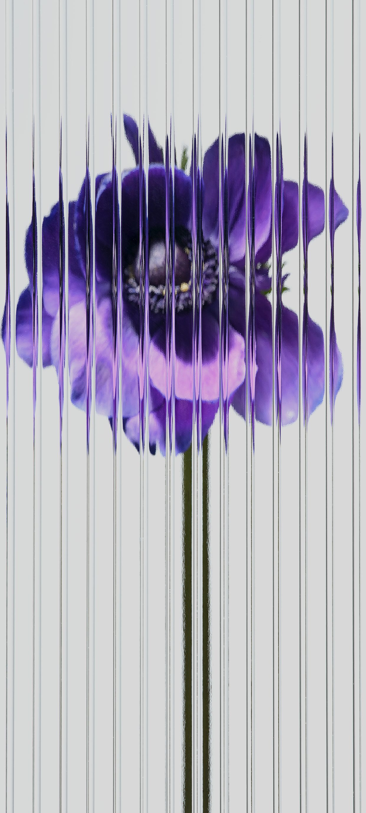 Nothing Purple Flower Wallpaper
